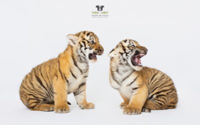 Pui de tigru siberian la Zoo Oradea, primul vaccin administrat