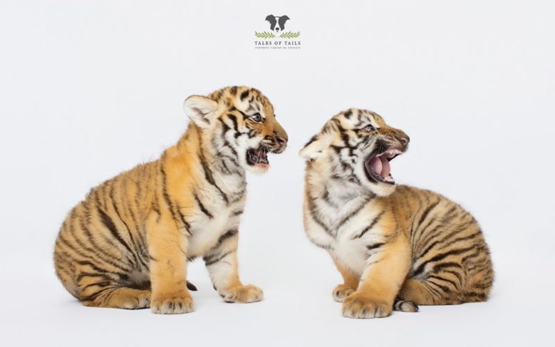 Pui de tigru siberian la Zoo Oradea, primul vaccin administrat