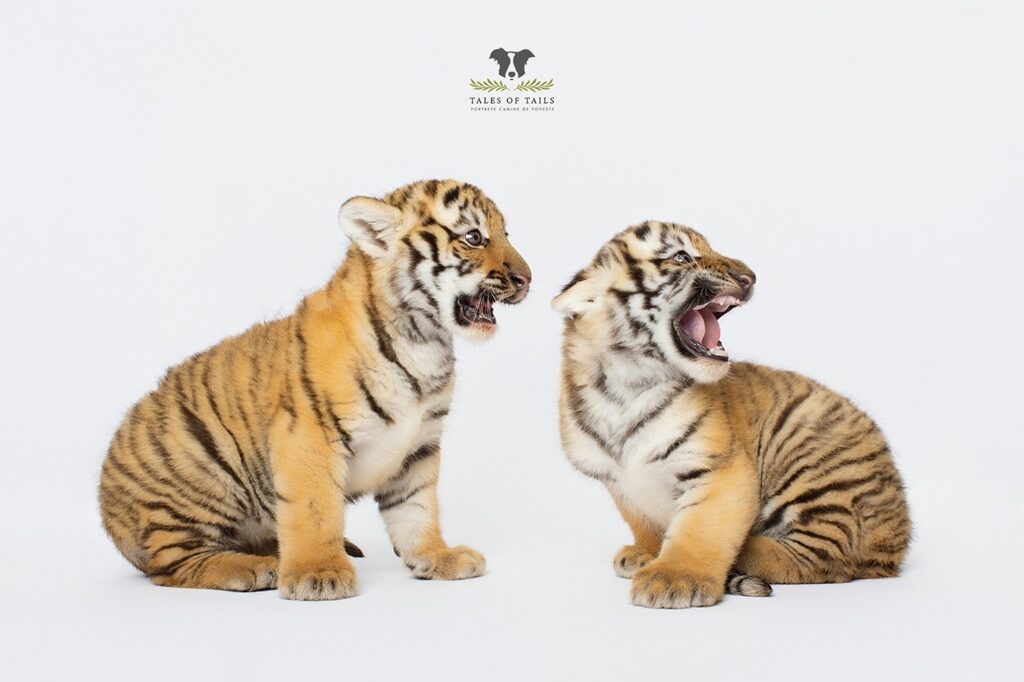 Pui de tigru siberian la Zoo Oradea, primul vaccin administrat