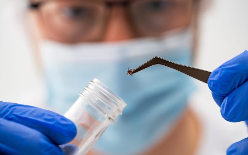 Lyme agresiv, formă nouă: Medici dau alarma