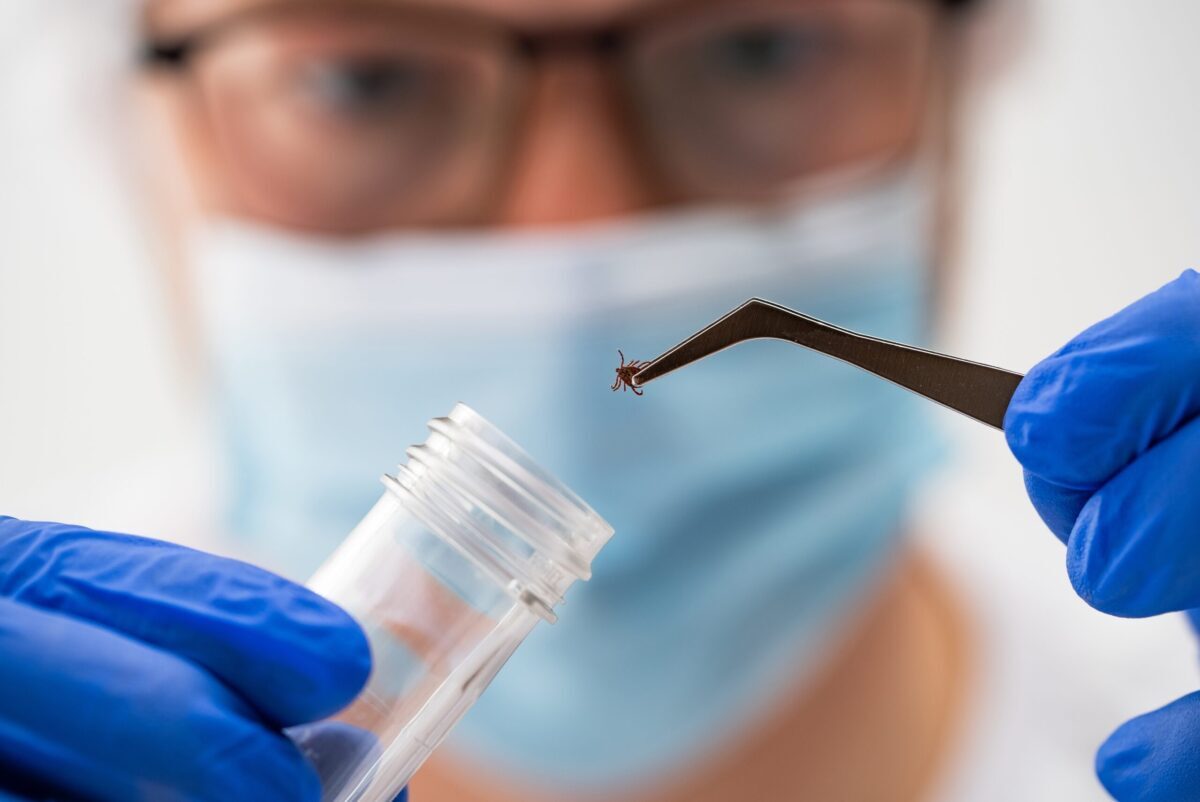 Lyme agresiv, formă nouă: Medici dau alarma
