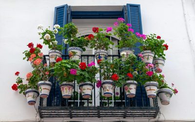 Plante pentru balcon: Rezistă la canicula din România