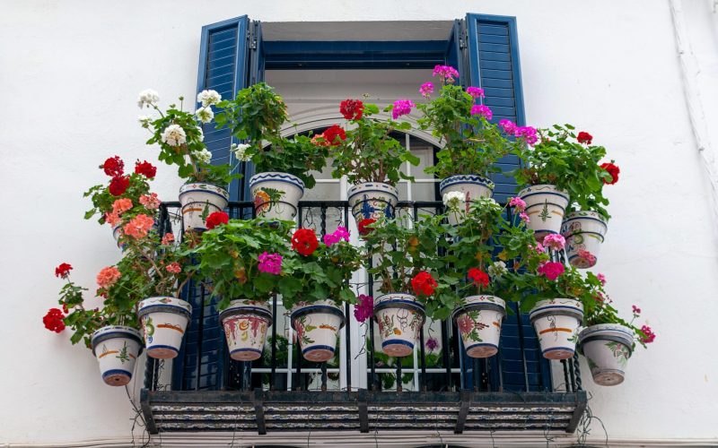 Plante pentru balcon: Rezistă la canicula din România