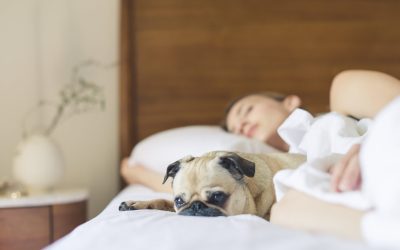 Dormi cu animalul în pat? Specialiștii explică ce riști