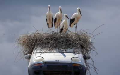 Berze pe mașină, atracție unică în România