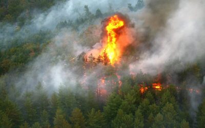 Fontainebleau, flăcări lângă Paris: Padurea emblematică arde
