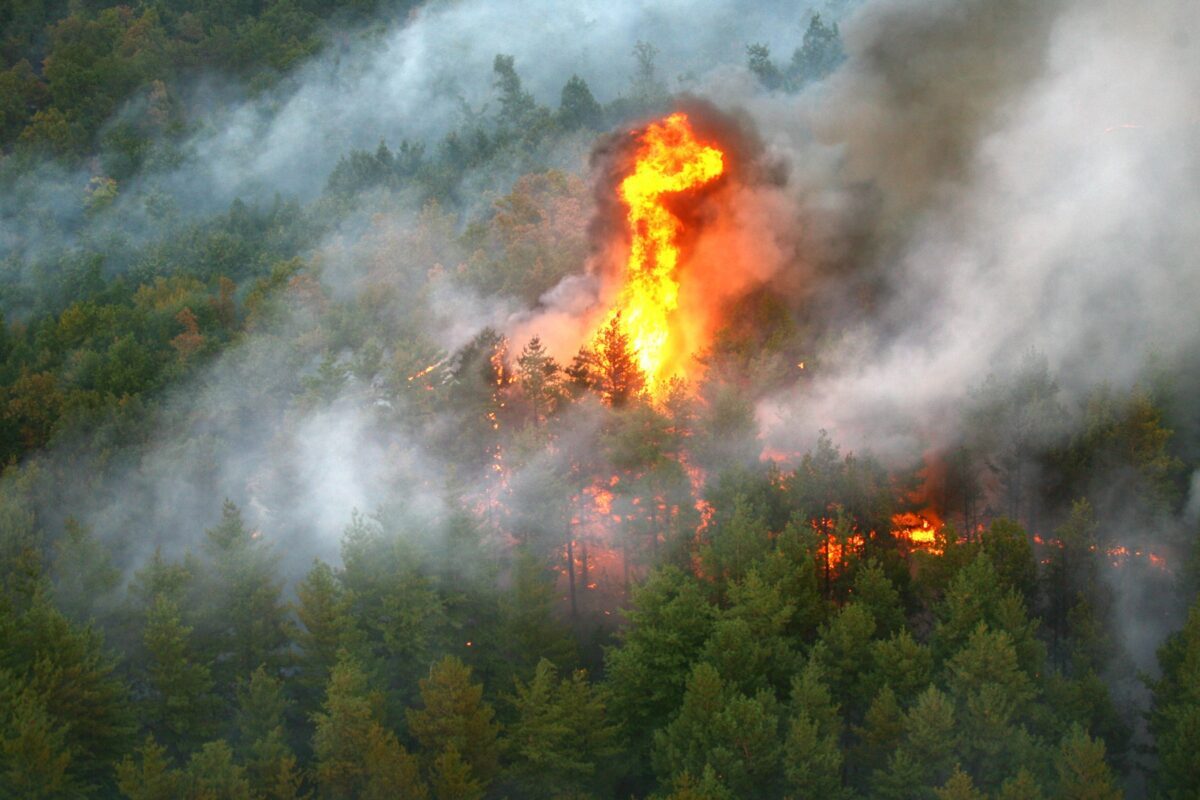 Fontainebleau, flăcări lângă Paris: Padurea emblematică arde