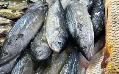 Botoșani: Fermier piscicol sufocat de importuri, fără desfacere