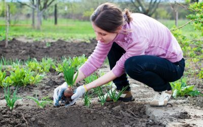 Salarii în agricultură: Românii câștigă sub media pe economie