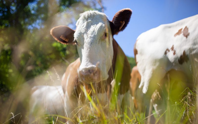 Vaci „eco” pasc în parcuri solare: O rasă unică a fermierilor români