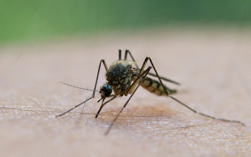 Grecia, în criză: West Nile face ravagii în Atena