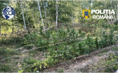 Cultură de canabis, prinsă-n Covasna. Peste 130 de plante, la percheziții