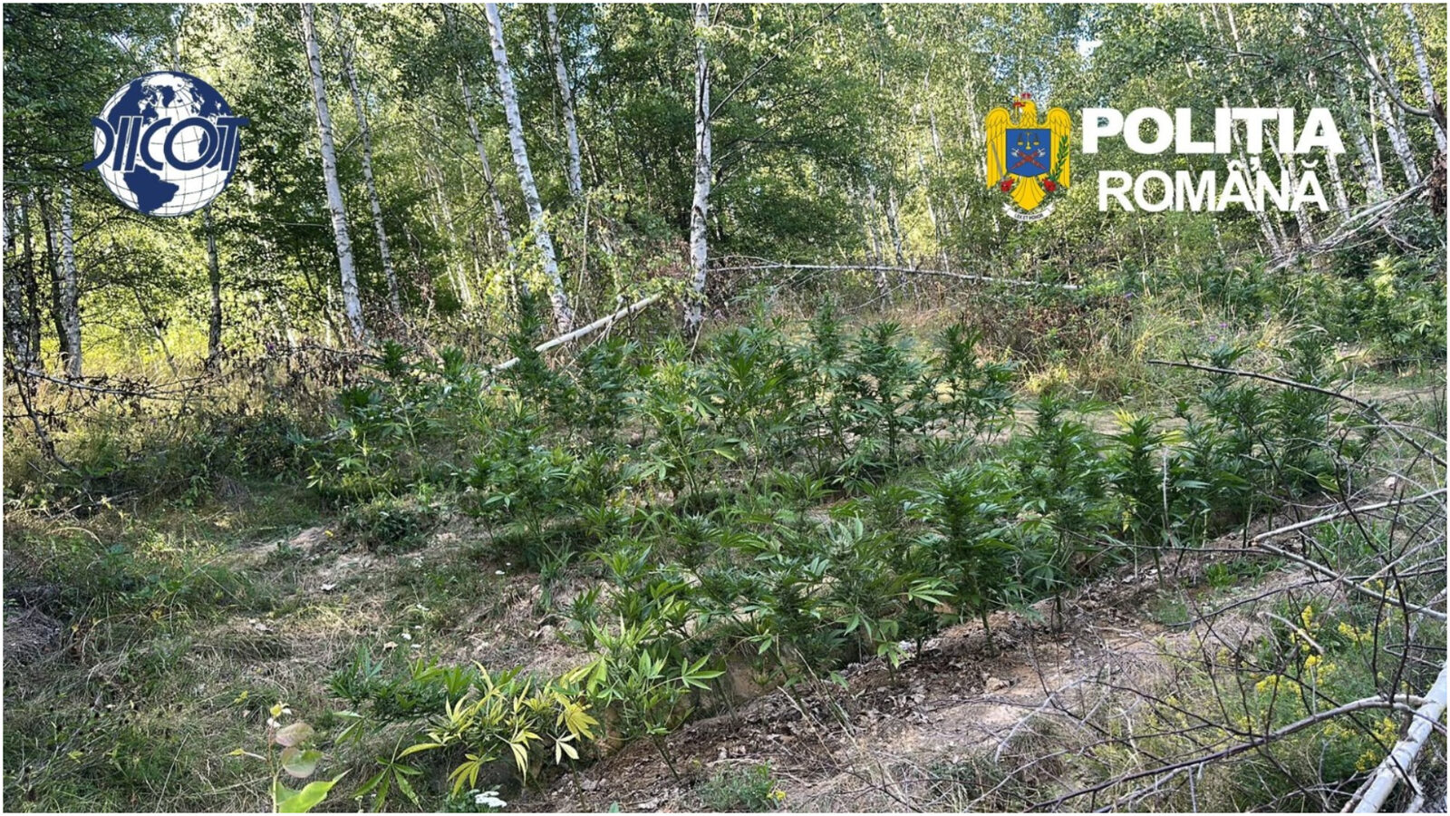 Cultură de canabis, prinsă-n Covasna. Peste 130 de plante, la percheziții