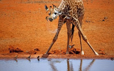 Girafe la naștere: Înălțimea ce te va uimi