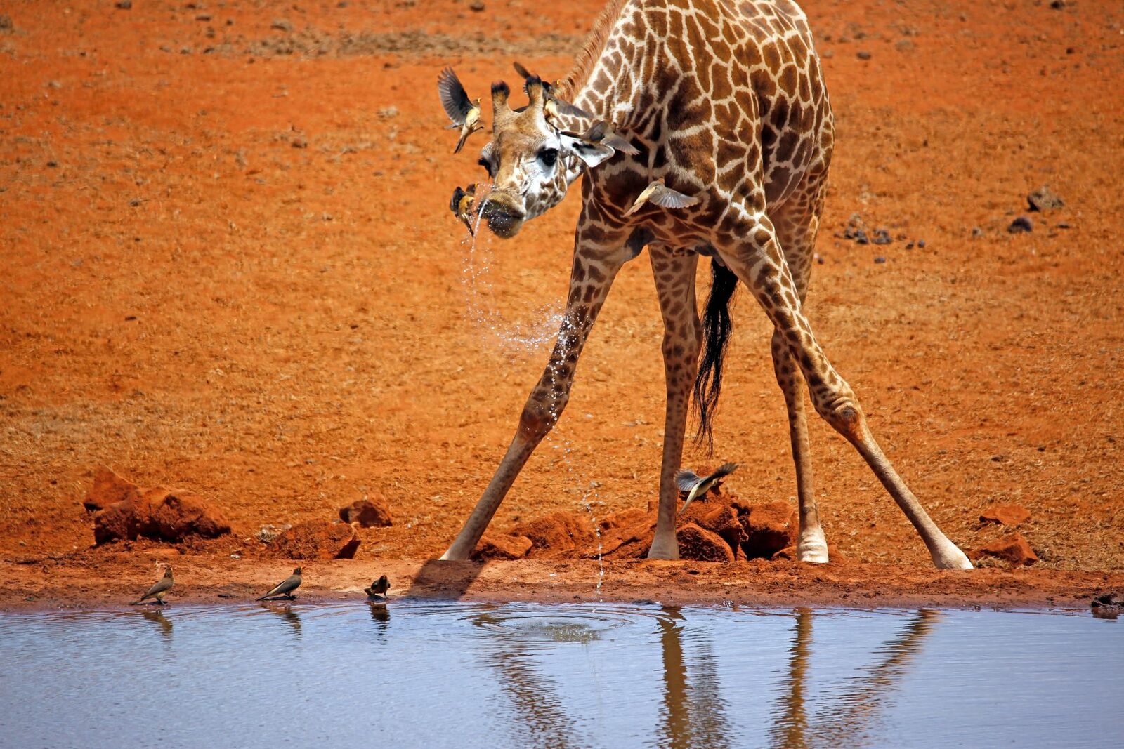 Girafe la naștere: Înălțimea ce te va uimi