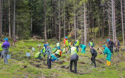 România bate recordul la împăduriri pe PNRR