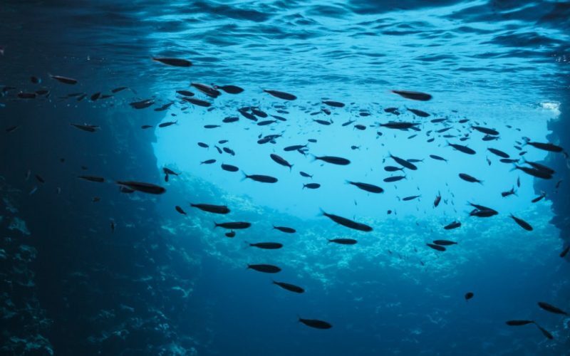 Iulie, luna recordelor: Oceanele lumii, mai fierbinți ca oricând