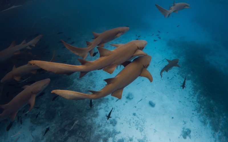 Oceanele, caniculă record în iulie: Temperaturi istorice atinse