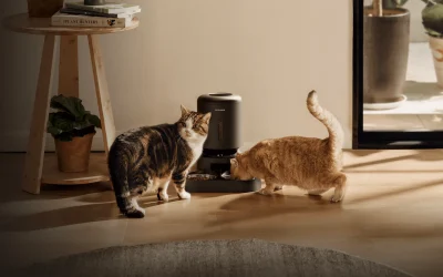 Petlibro, probleme mari: Animale de companie riscă să rămână flămânde