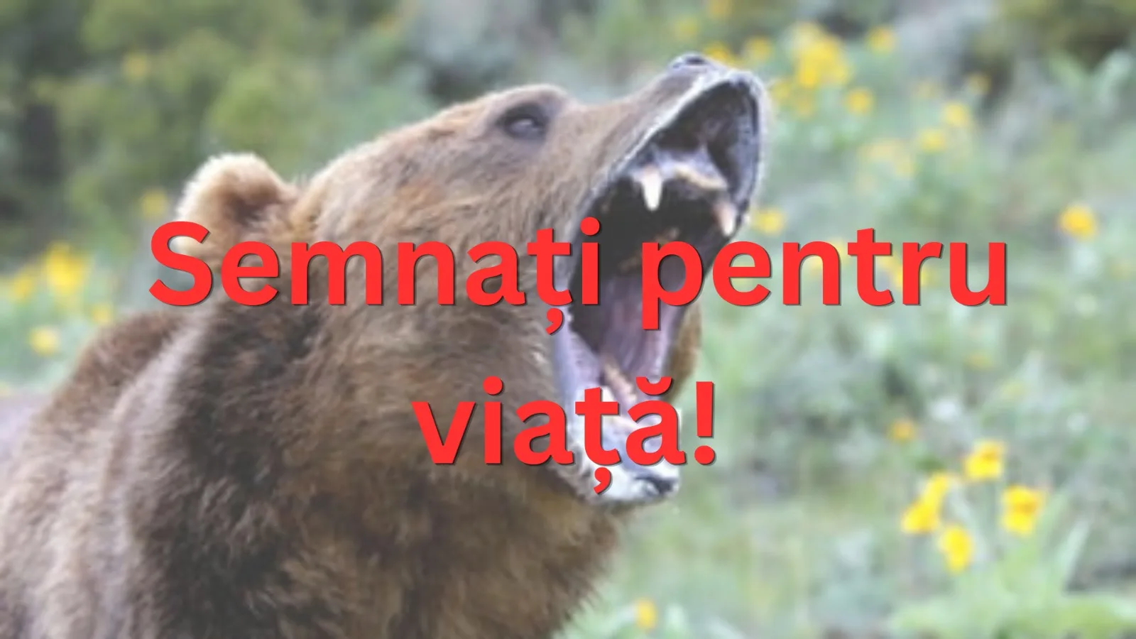 Salvați-ne de numărul excesiv de urși!