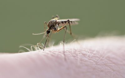 West Nile-ul lovește Europa: Ce se întâmplă în România