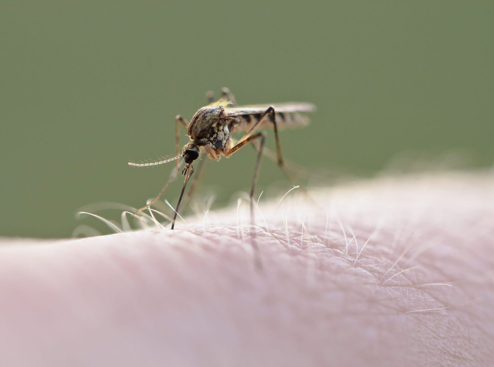 West Nile-ul lovește Europa: Ce se întâmplă în România