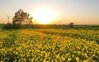 Pesticide din import: UE strânge lațul, fermierii plătesc