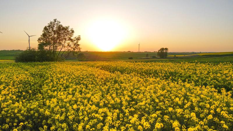 Pesticide din import: UE strânge lațul, fermierii plătesc