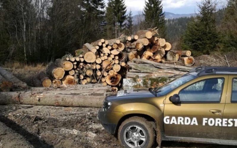 Buzoianu: Tăieri ilegale masive, descoperite de Garda Forestieră