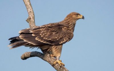 Acvilă imperială, salvată din Serbia, zboară liber
