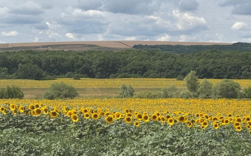 România, grânarul lumii: Profitul altora, nu al nostru