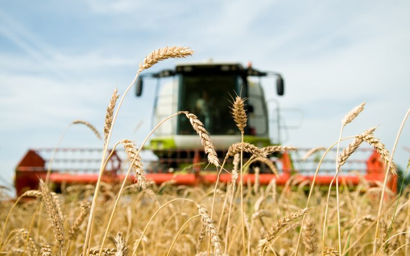 Recolta 2026, bogată, dar rafturile românilor, goale?