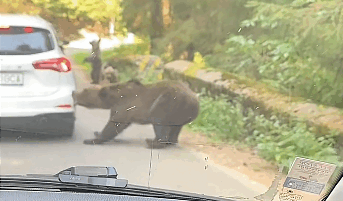 Ursoaică furioasă pe Transfăgărășan, atacat mașină