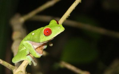 Discoverire ULUITOARE în Costa Rica: O broască inedită, ce uimește lumea