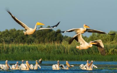 Delta Dunării: Reorganizare în prag, consultare publică