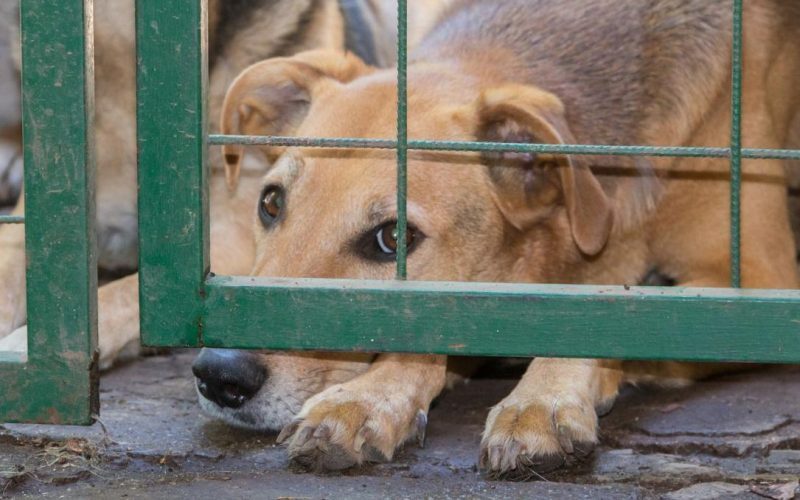 Președinția României găzduiește summit despre drepturile animalelor