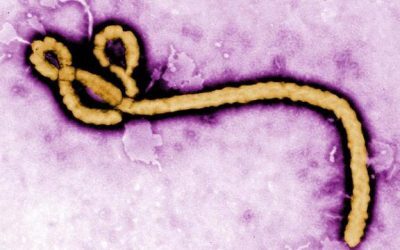 Ebola mutată în RD Congo: Epidemie necontrolată