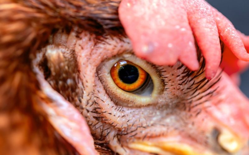 Fermele de pui: Pericolul bacteriilor periculoase, tot mai mari