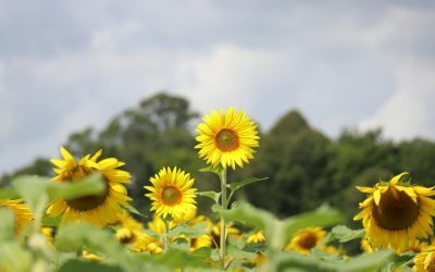 Secetă agricolă: Recolte slabe în toamnă după 6 ani