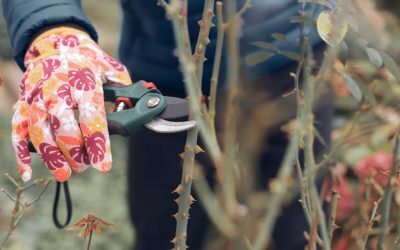 Grădina toamnei: Salvează florile, pregătește solul