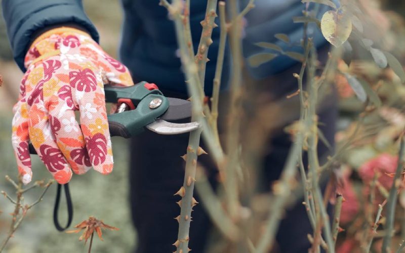 Grădina toamnei: Salvează florile, pregătește solul