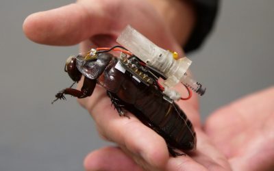 Gândaci-cyborg din Australia, salvatori sub dărâmături