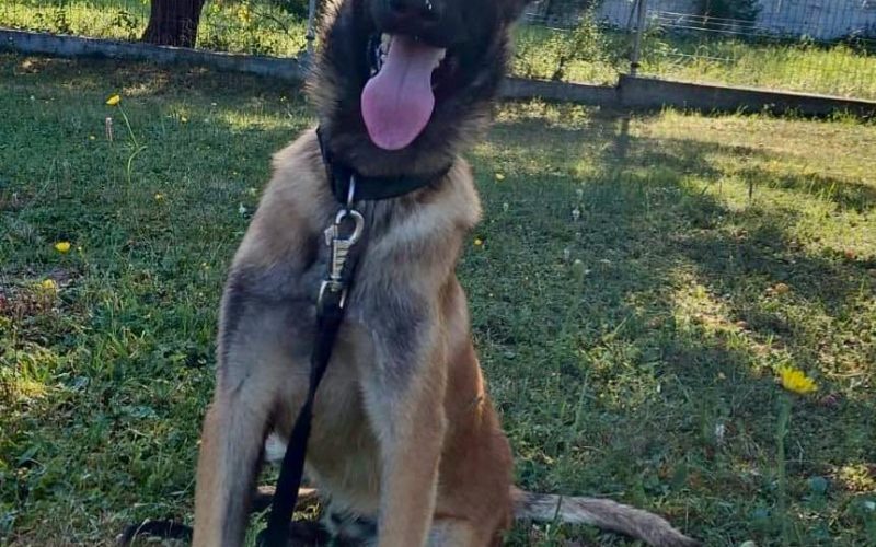 Câine prea iubăreț, adoptat Rapid după ce a fost respins de Poliție