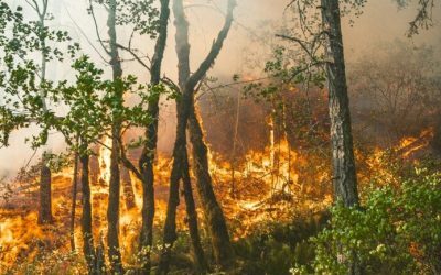 Gândacul de pin, aliatul neașteptat al focarelor de incendiu