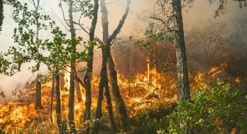 Gândacul de pin, aliatul neașteptat al focarelor de incendiu