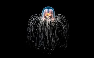 Meduza eternă: Viața veșnică, secretul biologic e dezvăluit