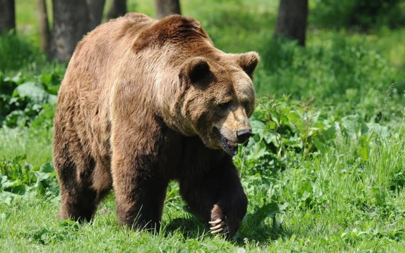 Buzoianu: Primarii au acum pârghii legale pentru a aplica legea