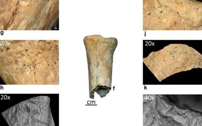 Neandertalienii, unelte din os: Premiera istorică din România