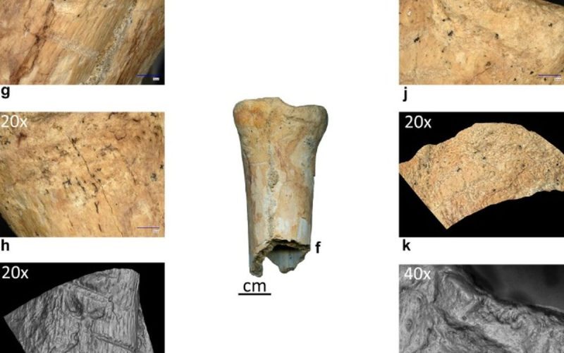 Neandertalienii, unelte din os: Premiera istorică din România