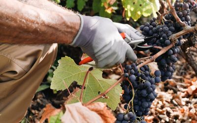 Fumul incendiilor, pericol pentru vinurile Franței. Ce spun viticultorii